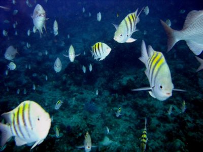 Corona Reef - Snorkelling