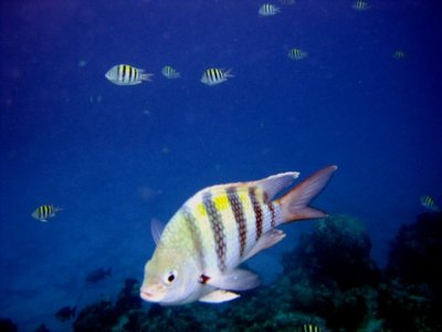 Corona Snorkeling Cozumel July 15 2010  9.jpg