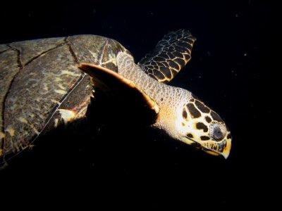 Sea Turtle