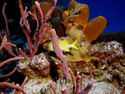 Tormentos Reef