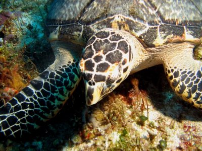 1 of 3 large sea turtles on the dive