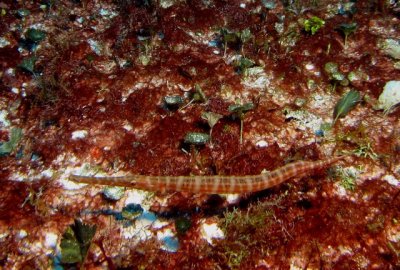 Punta Tunich Cozumel July 18 2010 10.jpg