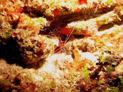 Sea Spider & a bunch of shrimp