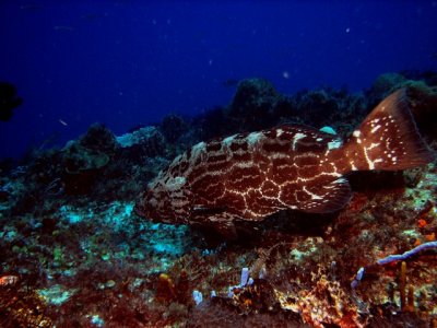 Another big grouper
