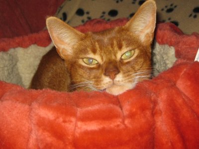 Snug as a bug in a rug (or as a cat in a catbed)
