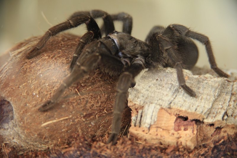 Grammostola Pulchra