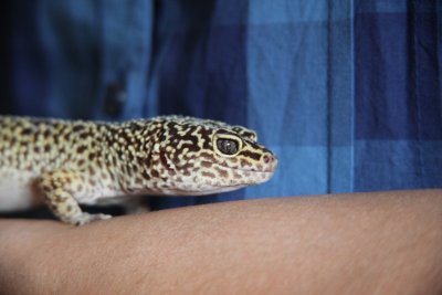 Jacob the Leopard Gecko