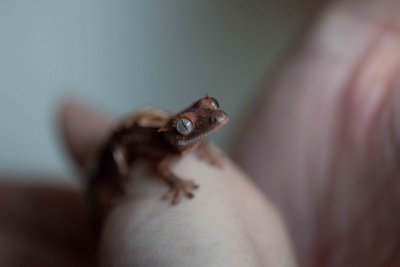 Crested Gecko Biscuit
