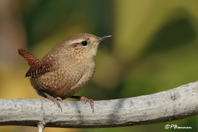 Troglodyte mignon (Île des Soeurs, 8 octobre 2008)