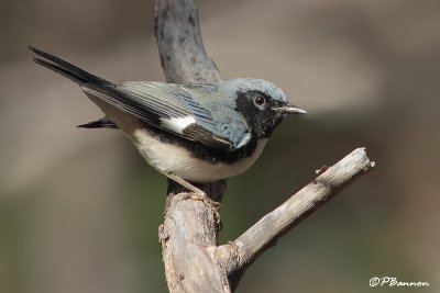 Paruline bleue (Parc Summit, 7 octobre 2008)