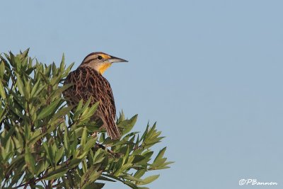 Sturnelle des prés/Eastern Meadowlark (Gran Sabana, 1er décembre 2008)