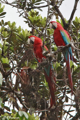 Ara chloroptre/Red-and-Green Macaw (Escalera Road, 4 dcembre 2008)