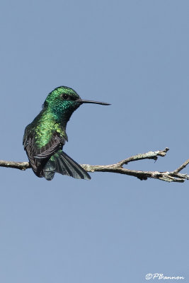 meraude orvert/ Blue-tailed Emerald (Vuelta Larga, 25 novembre 2008)