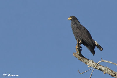 Buse noire/Common Black-Hawk (Cano Ajies, 25 novembre 2008)
