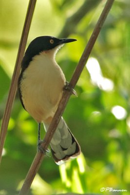 Troglodyte à miroir/Black-capped Donacobius (Vuelta Larga, 25 novembre 2008)