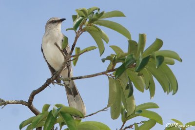 Moqueur des savanes/Tropical Mockingbird (El Palmar, 29 novembre 2008)