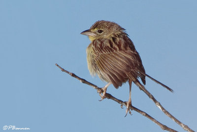 Grand Tardivole/Wedge-tailed Grass-Finch (Gran Sabana, 1er dcembre 2008)