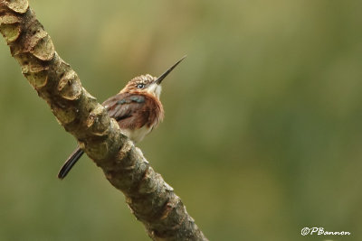 Jacamar brun/Brown Jacamar (El Palmar, 30 novembre 2008)