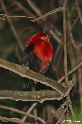 Manakin auréole/ Crimson-hooded Manakin (Vuelta Larga, 24 novembre 2008)