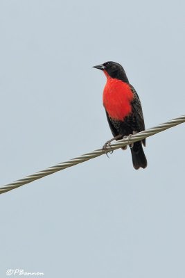 Sturnelle militaire/Red-breasted Blackbird (El Palmar, 29 novembre 2008)