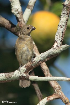 Sporophile  ventre jaune/Yellow-bellied Seedeater (Vuelta Larga, 25 novembre 2008)