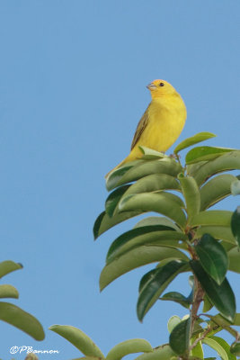 Sicale bouton d'or/Saffron Finch (El Palmar, 29 novembre 2008)