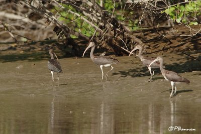 Ibis rouge/Scarlet Ibis (Cano Ajies, 25 novembre 2008)