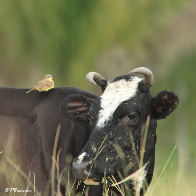 Moucherolle querelleur/Cattle Tyrant (El Palmar, 29 novembre 2008)