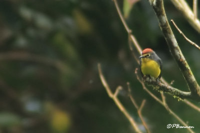 Paruline de Paria/Paria Whitestart (Cerro Humo, 26 novembre 2008)