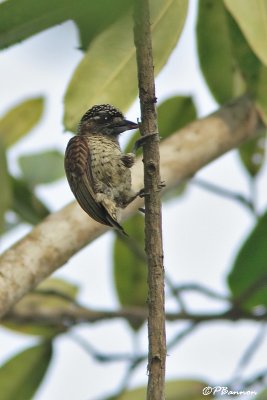 Picumne squamulé/Scaled Piculet (Vuelta Larga, 26 novembre 2008)