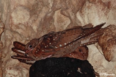 Guacharo des cavernes/Oilbird (Caripe, 27 novembre 2008)