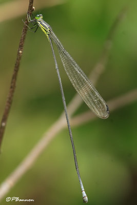 Demoiselle (El Palmar, 29 novembre 2008)