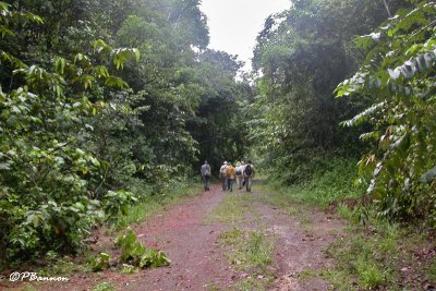 Imataca Forest