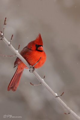 Cardinal rouge (le des Soeurs, 17 janvier 2009)