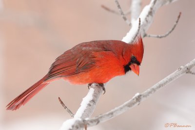 Cardinal rouge (le des Soeurs, 17 janvier 2009)