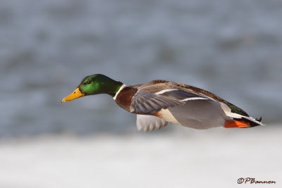 Canard colvert (Sainte-Catherine, 8 fvrier 2009)