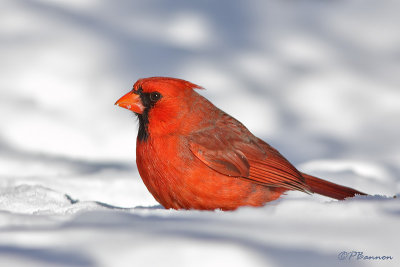 Cardinal rouge (le Sainte-Hlne, 5 fvrier 2009)
