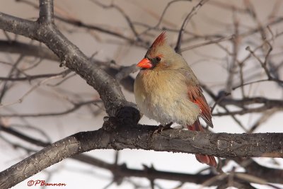 Cardinal rouge (le Sainte-Hlne, 5 fvrier 2009)