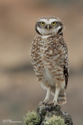 Burrowing Owl (Cafayate, 5 octobre 2006)
