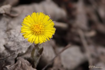 Tussilage (le des Soeurs, 3 avril 2009)