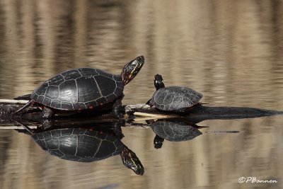 Tortues peintes (le des Soeurs, 25 avril 2009)