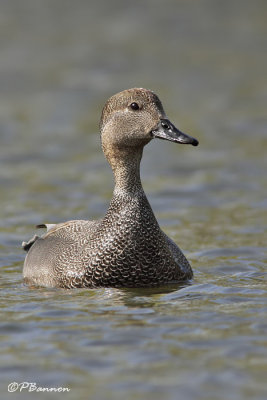 Canard chipeau (le des Soeurs, 1er mai 2009)