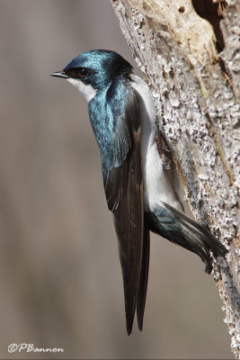 Hirondelle bicolore (le des Soeurs, 30 avril 2009)