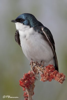 Hirondelle bicolore (le des Soeurs, 5 mai 2009)