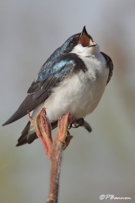 Hirondelle bicolore (le des Soeurs, 5 mai 2009)