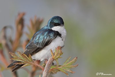 Hirondelle bicolore (le des Soeurs, 9 mai 2009)