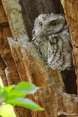 Petit-duc maculé (Parc Summit, 14 mai 2009)