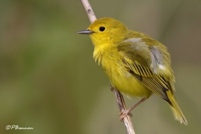 Paruline jaune (le des Soeurs, 23 mai 2009)