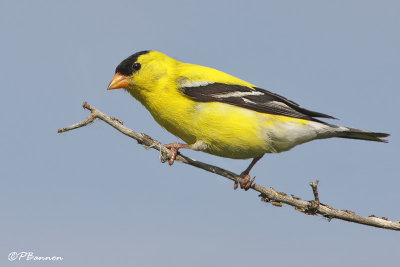 Chardonneret jaune (le des Soeurs, 26 juin 2009)