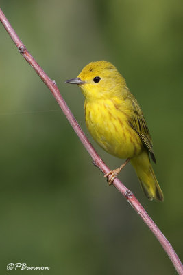 Paruline jaune (Île des Soeurs, 30 juin 2009)